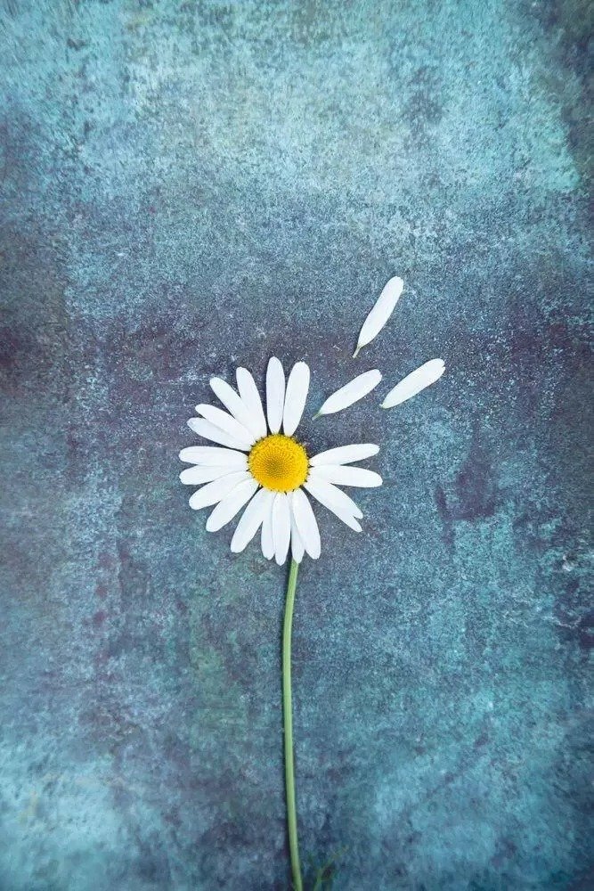 Hình nền điện thoại hoa cúc đơn giản