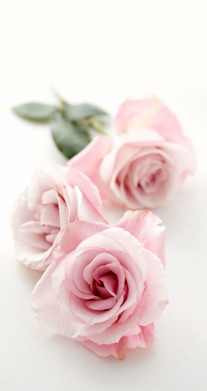 Tải 120 hình nền hoa hồng đẹp nhất thế giới full HD cực nét Beautiful flowers Pink roses Flowers