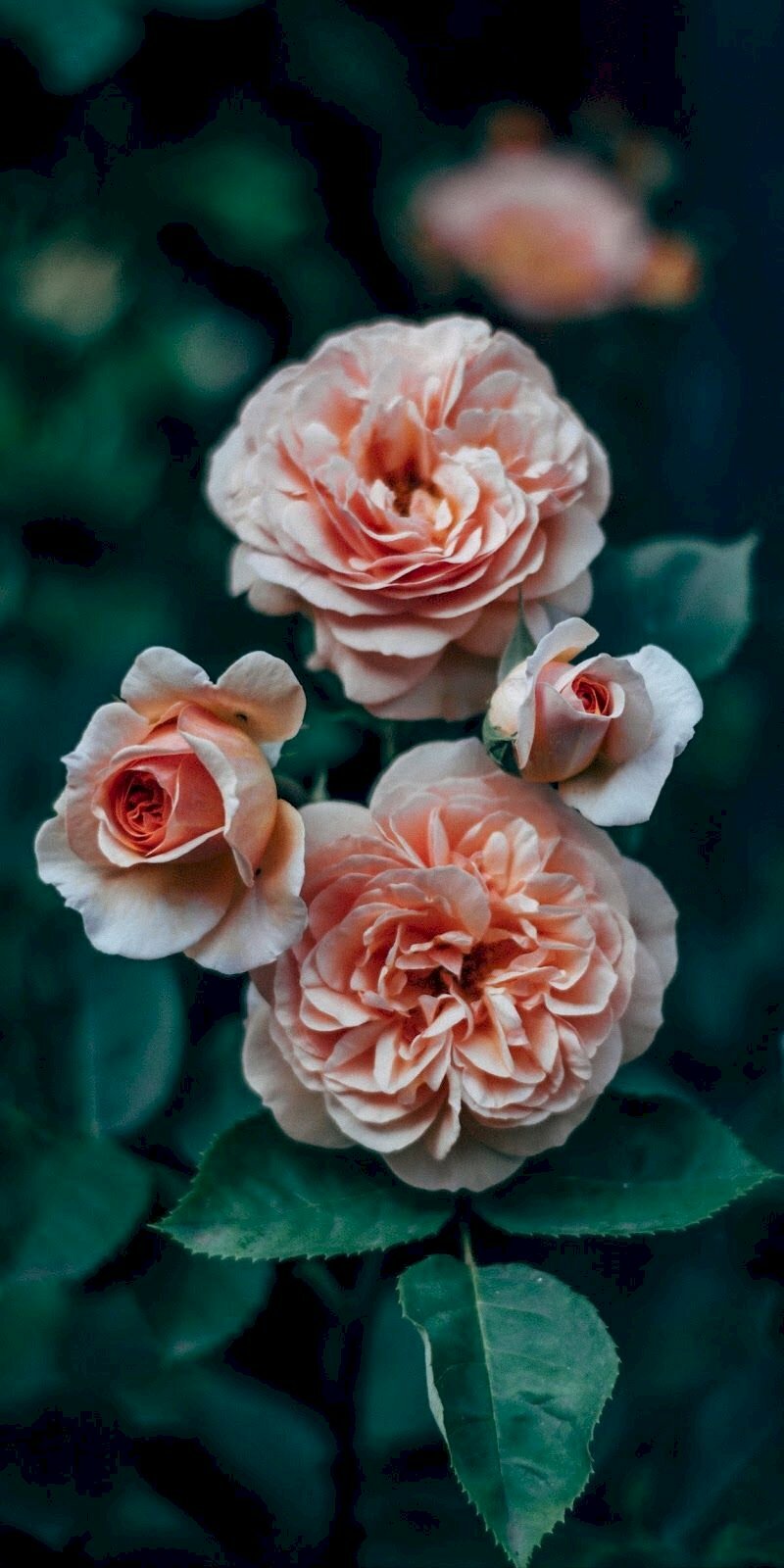 Top 101 hình ảnh hoa hồng đẹp full HD 4K tải miễn ph