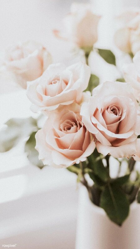 Top 20 hình nền hoa hồng xanh đẹp nhất lãng mạn nhất