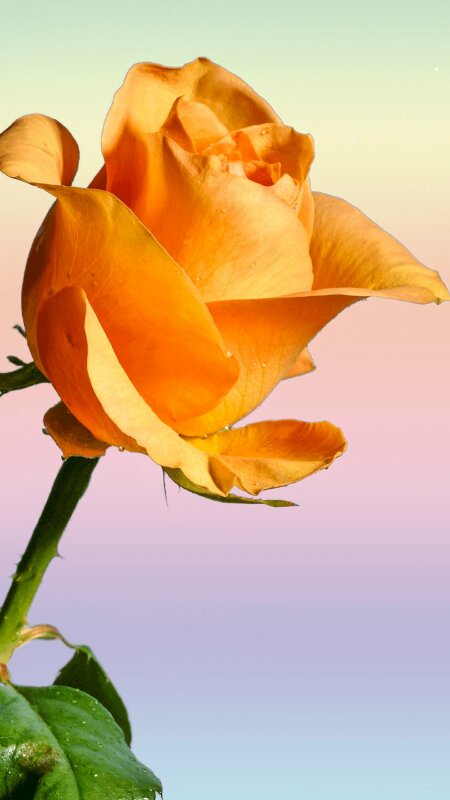 Bông hoa Hồng với sắc đỏ tươi sáng luôn là biểu tượng của tình yêu và sự lãng mạn. Hãy cùng ngắm nhìn sự tinh tế và trong sáng của những đóa hoa này, tạo nên một không gian đẹp mắt và ấm cúng.