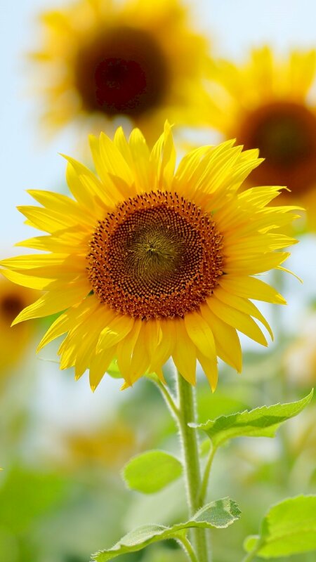 Hình nền hoa hướng dương: Nếu bạn muốn tìm một hình nền đẹp và hoàn hảo, hình nền hoa hướng dương là lựa chọn tốt nhất. Với những bông hoa vàng rực rỡ, bạn sẽ cảm thấy tươi tắn và đầy năng lượng khi nhìn vào nó.