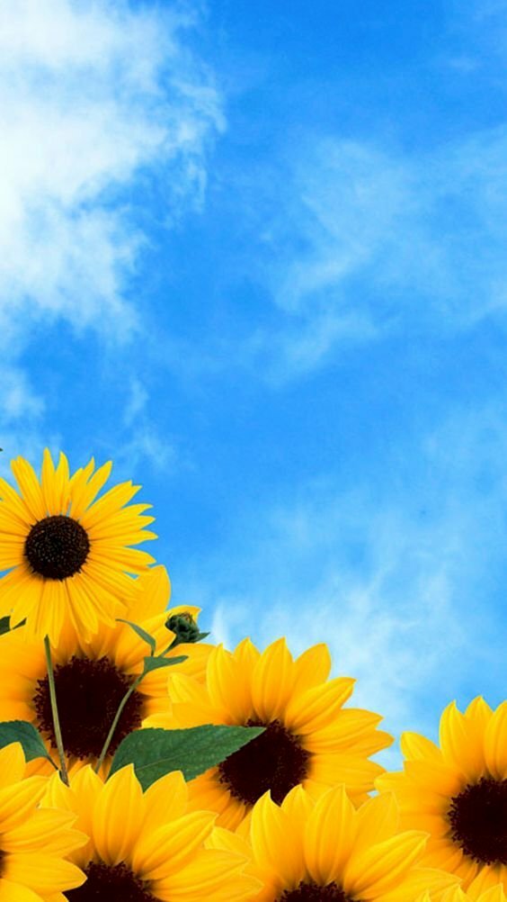 Hình nền hoa hướng dương sẽ đem lại cho bạn cảm giác như đang đứng giữa một cánh đồng hoa rực rỡ màu vàng, tận hưởng hơi thở của thiên nhiên tươi đẹp và trong lành!