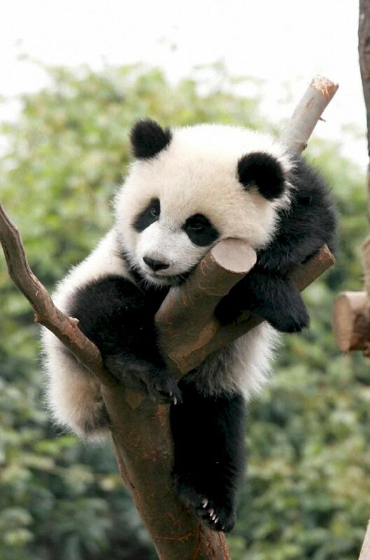 Hình Nền Gấu Panda Hd | Nền JPG Tải xuống miễn phí - Pikbest