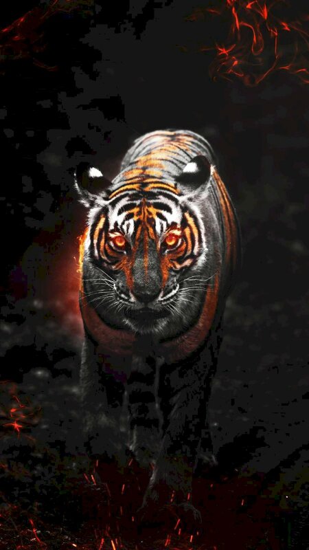 Tải hình nền con hổ fullHD 4K hung dữ và mạnh mẽ
