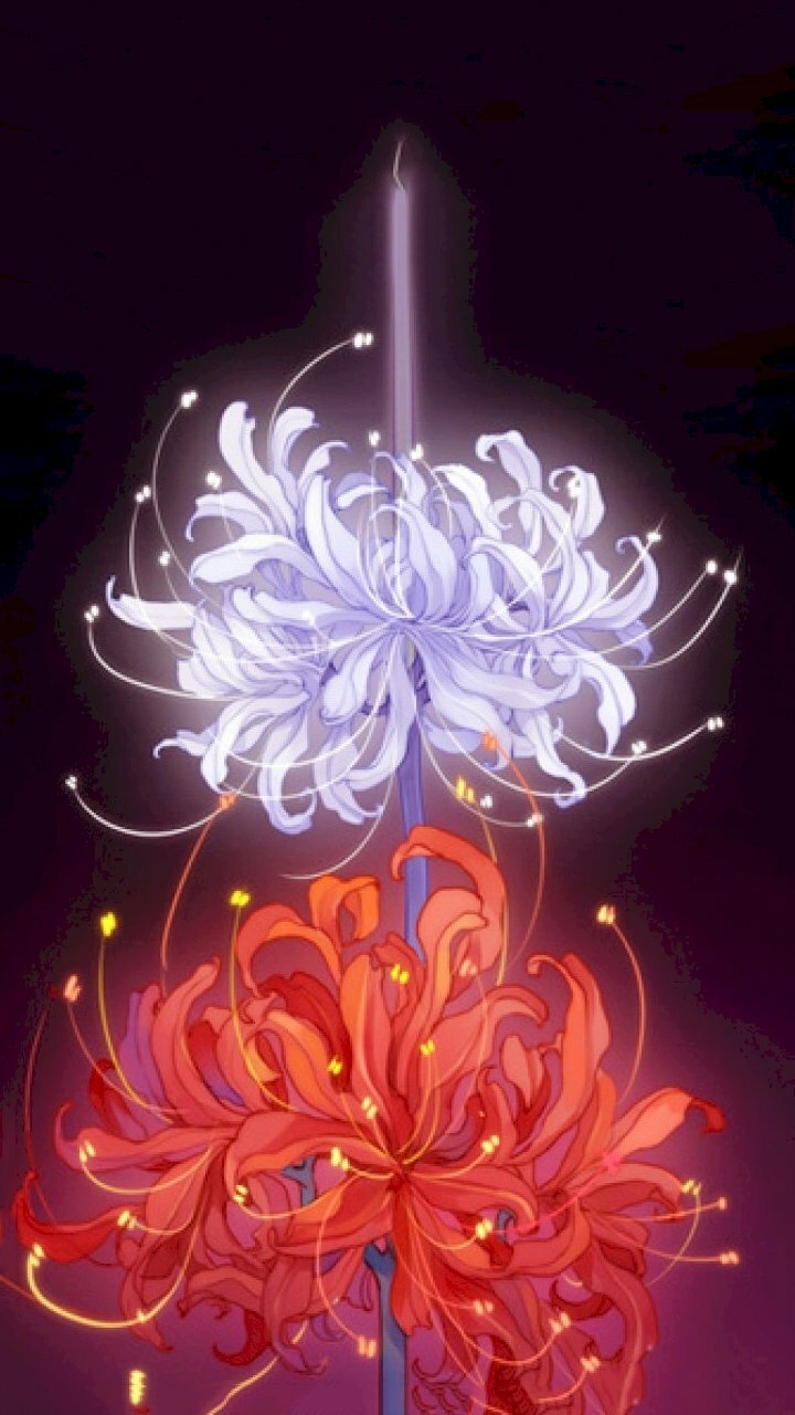 Hình nền hoa bỉ ngạn 3D đẹp ấn tượng
