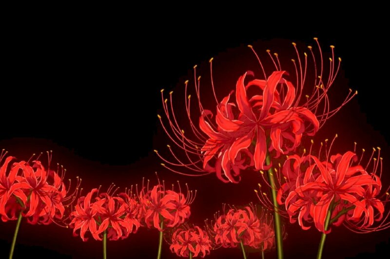 Hình nền hoa bỉ ngạn đỏ 3D đẹp
