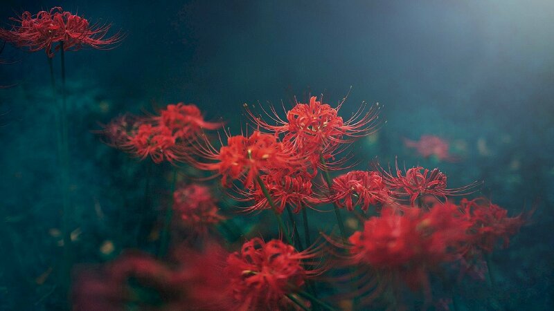 Hình nền hoa bỉ ngạn đỏ đẹp mờ ảo