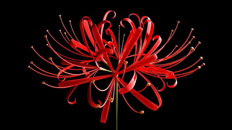 Hình ảnh cây hoa bỉ ngạn đỏ nổi bật trên nền đen làm hình nền cực đẹp