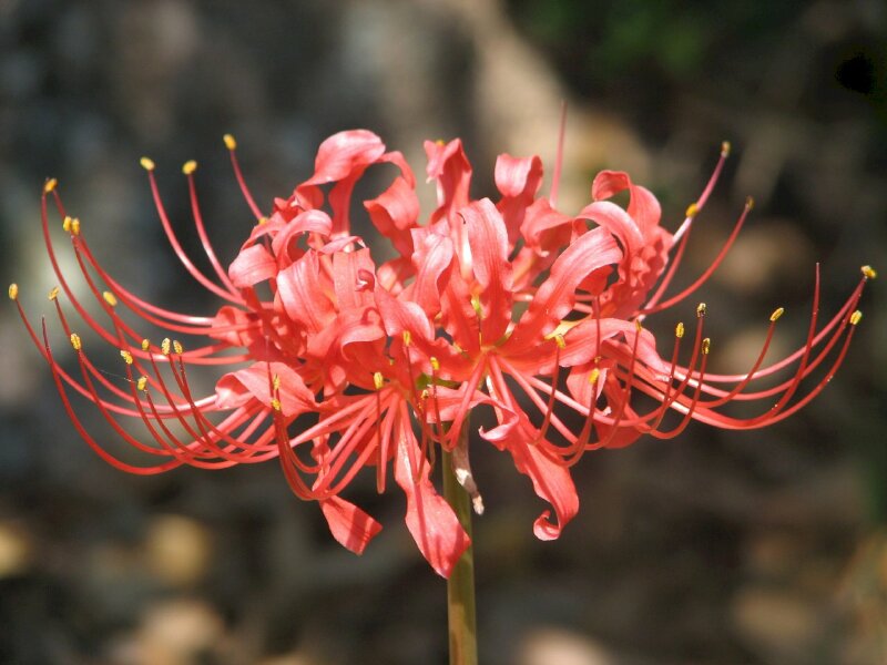 Hình nền hoa bỉ ngạn chất lượng cao với hình ảnh hoa bỉ ngạn đỏ khoe sắc trong nắng