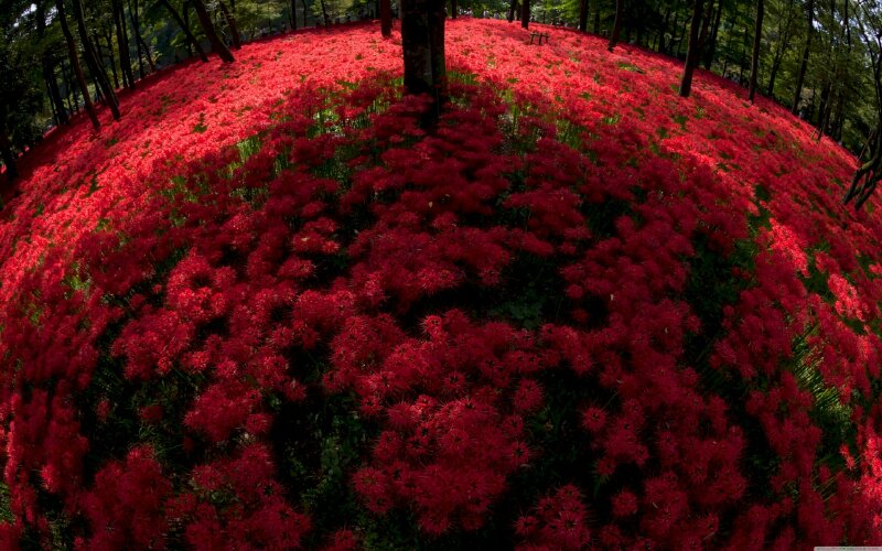 Hình nền hoa bỉ ngạn full HD với hình ảnh rừng hoa bỉ ngạn đỏ ấn tượng