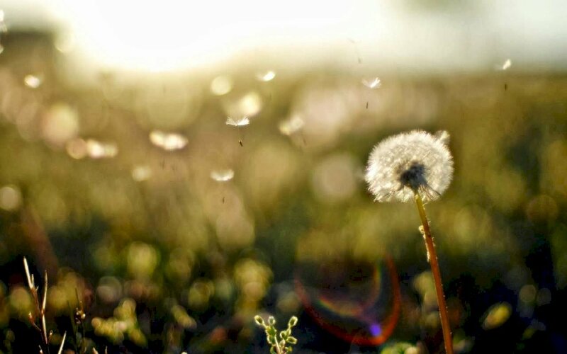 Hình nền hoa bồ công anh buồn với hình ảnh hoa bồ công anh trong mưa