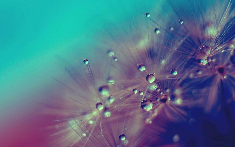 Hình nền hoa bồ công anh màu hồng đầy sức hút cho máy tính, laptop