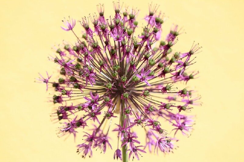 Hình nền hoa bồ công anh tím chụp cận full HD