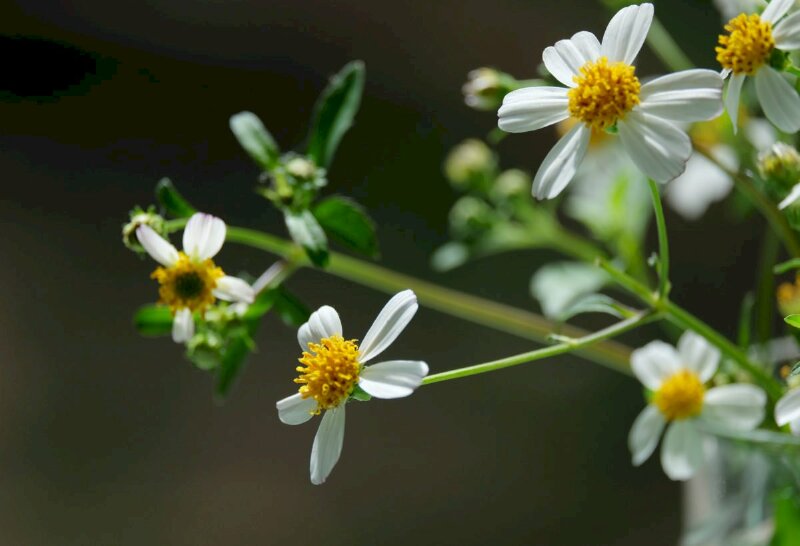 Hình nền hoa cúc dại đẹp