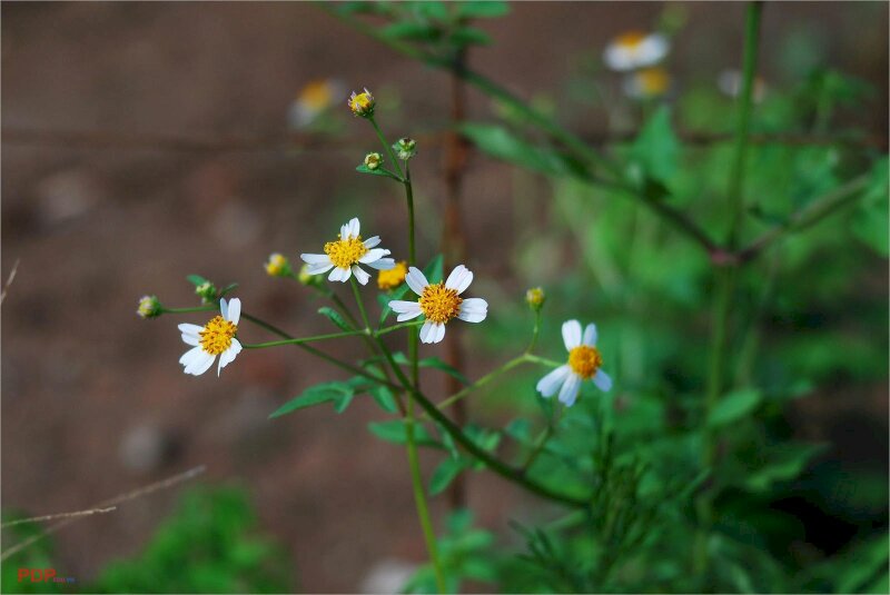 Hình nền với hình ảnh cành hoa cúc dại mong manh trong gió thật đẹp dành cho máy tính