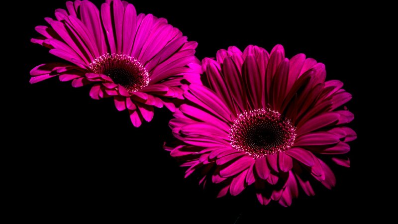 Top hơn 67 hình nền hoa cúc tím hay nhất  cbnguyendinhchieu