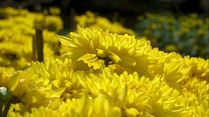 Hình nền hoa cúc ngày tết đẹp rực rỡ trong nắng