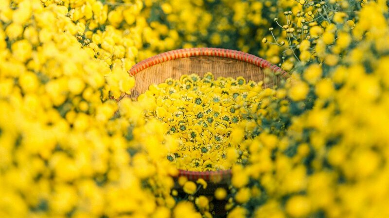 Hình ảnh hoa cúc vàng nhỏ đẹp