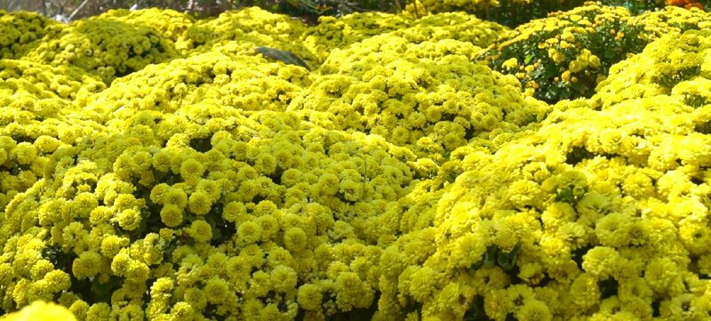 Hình ảnh cúc mâm xôi vàng rực rỡ tràn ngập không khí xuân làm hình nền đẹp