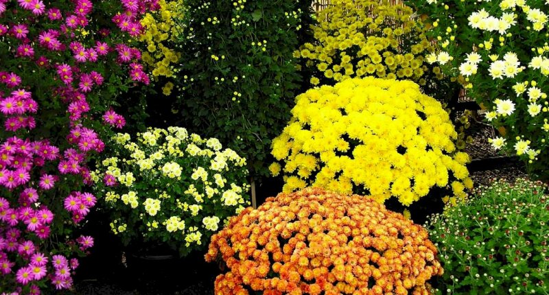 Hình nền hoa cúc ngày tết đủ màu rực rỡ cho ngày xuân thêm tươi thắm