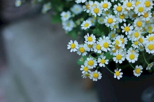 Hình ảnh những bông cúc tana mỏng manh đẹp nhẹ nhàng để làm hình nền