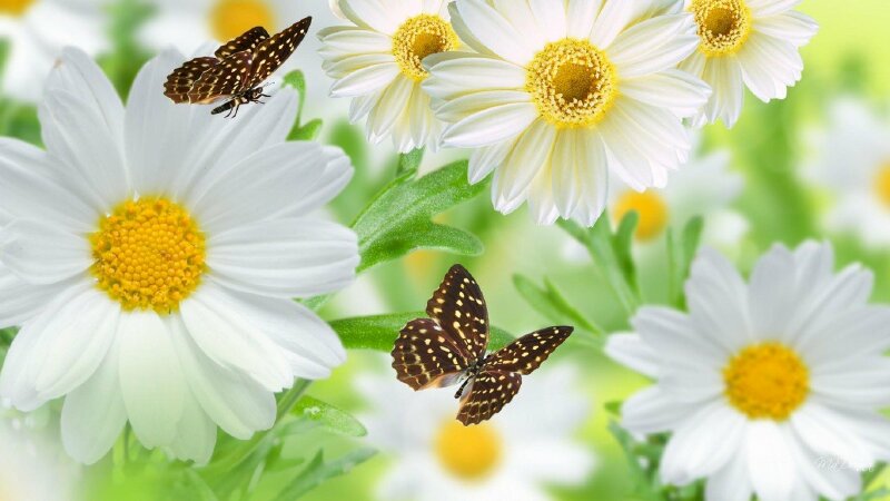 Hình nền hoa cúc: Hoa cúc là loài hoa đại diện cho sự may mắn, sức khỏe và niềm vui trong đời sống. Bức ảnh hoa cúc sẽ mang đến cho bạn sự may mắn và tạo cảm giác thư giãn thanh tịnh này trong mỗi lần sử dụng thiết bị.