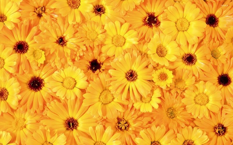 Chiêm ngưỡng 100 hình ảnh hoa cúc vàng mùa thu đẹp thích mê