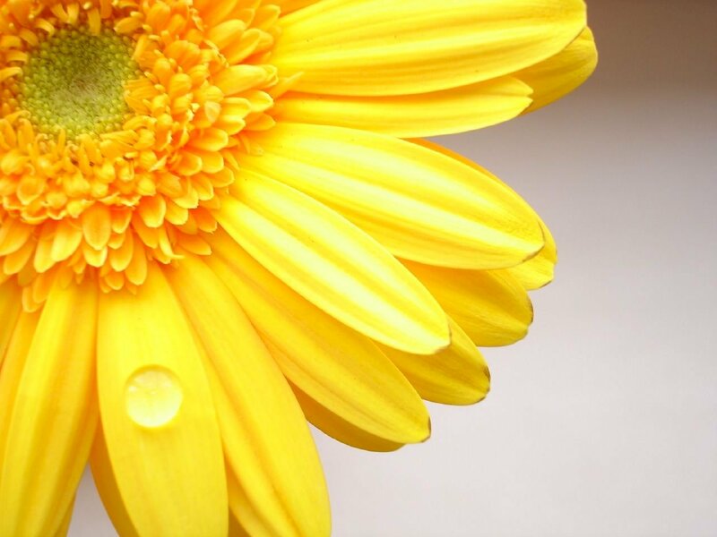Chi tiết nhiều hơn 108 hình nền hoa cúc vàng hay nhất  thdonghoadian