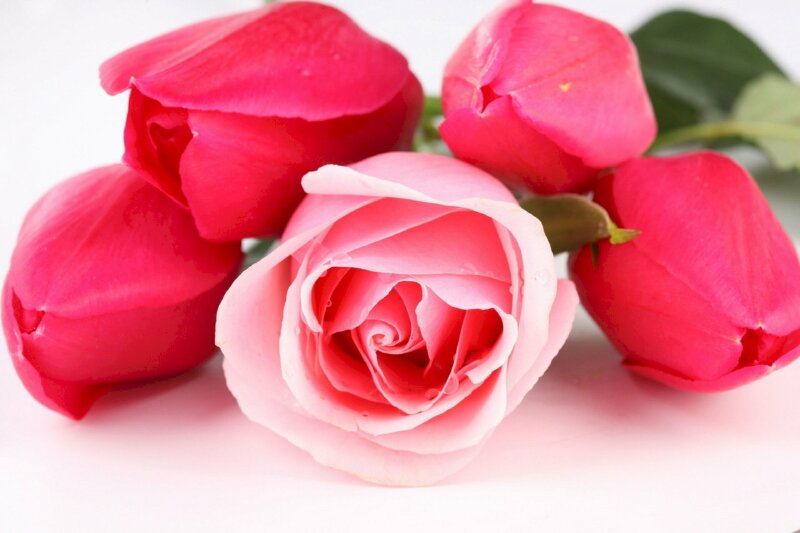 Ứng dụng Tổng hợp hình nền hoa hồng đẹp | Link tải free, cách sử dụng