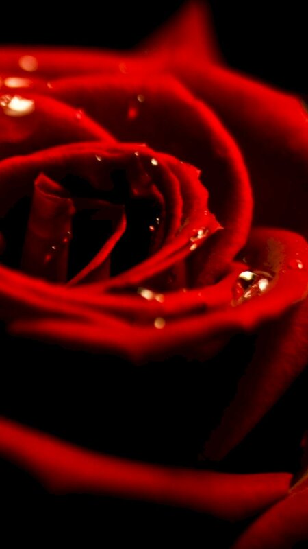 39 Ảnh Hoa hồng siêu lãng mạn cho Valentine
