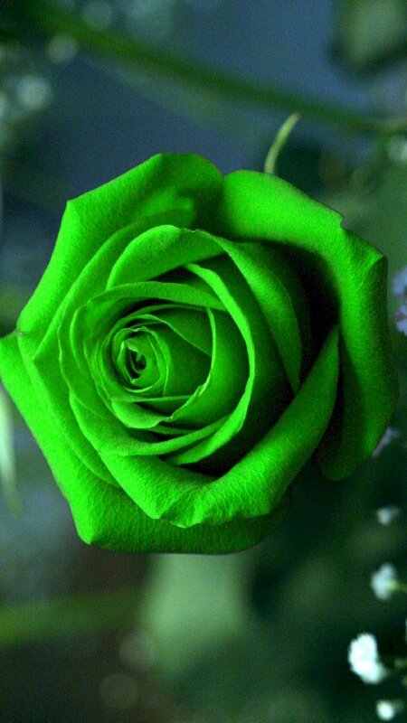 Hình nền hoa hồng đẹp sẽ khiến bạn say đắm với những cánh hoa tươi sáng trên màn hình của mình. Hãy chiêm ngưỡng tác phẩm nghệ thuật này để cảm nhận sức hút của bức tranh hình ảnh đẹp nhất.