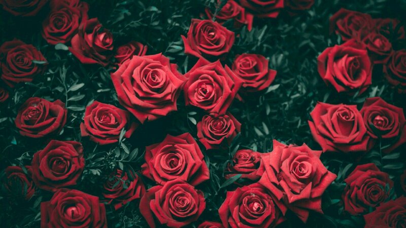Top 100 ảnh nền hoa hồng đẹp nhất 2023