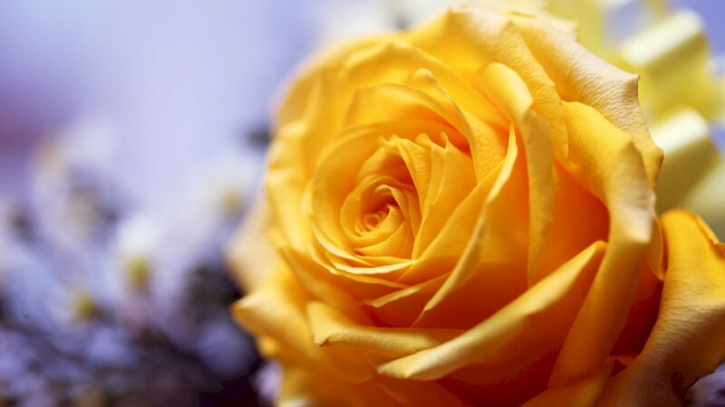 Hoa hồng vàng 3D Ảnh nền  Tải xuống điện thoại di động của bạn từ PHONEKY
