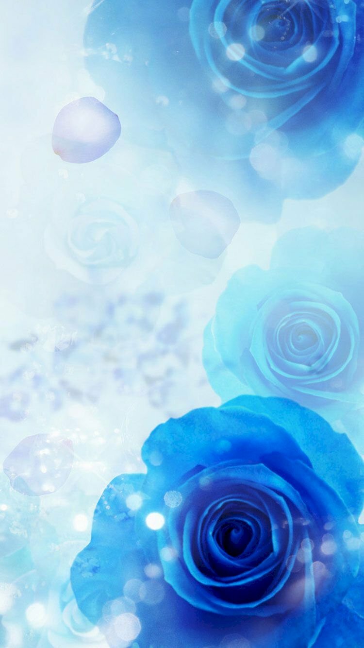Nên tặng hoa hồng màu nào cho bạn gái cho ý nghĩa  Lovicouplecom  Blue  inspiration Blue aesthetic pastel Blue roses