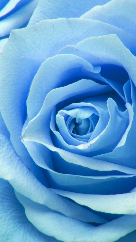 Ý nghĩa của hoa hồng màu xanh