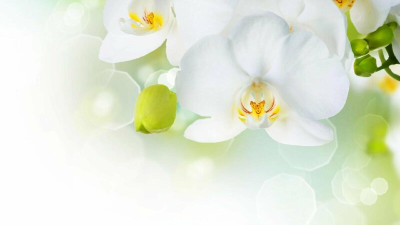 Cập nhật nhiều hơn 106 hình nền hoa lan phi điệp hay nhất  Tin học Đông Hòa
