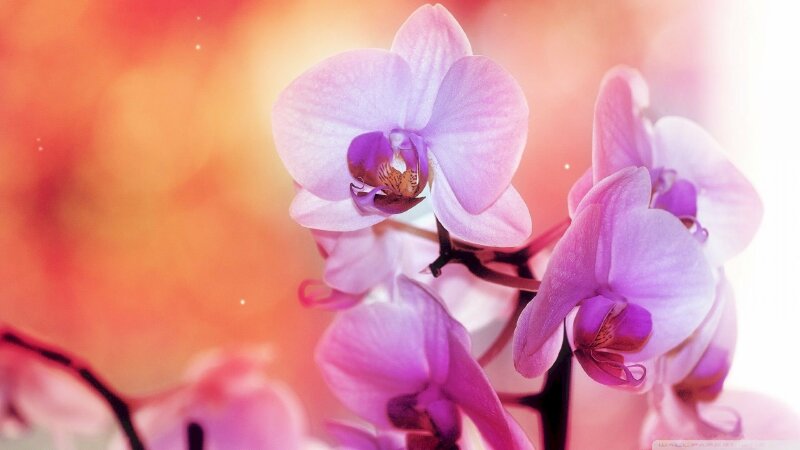 Top 101 hình nền hoa lan đẹp nhất dùng cho máy tính điện thoại