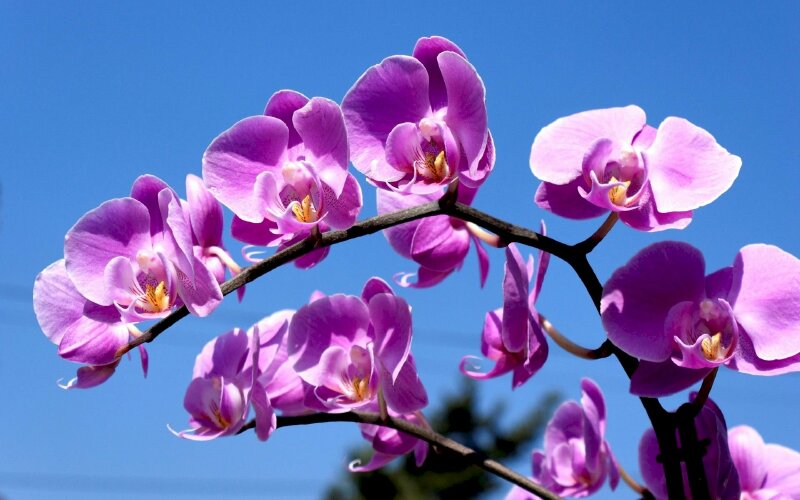Hoa Lan đẹp  Tổng hợp những hình ảnh hoa Lan đẹp nhất  DYB