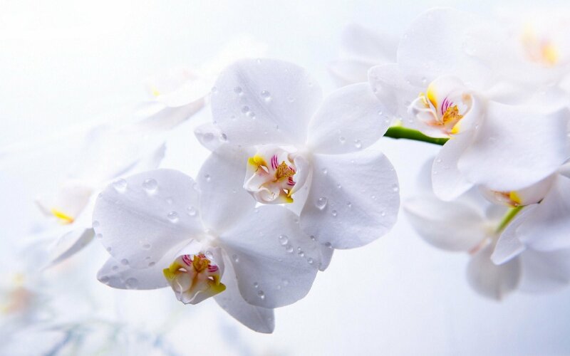 Chiêm ngưỡng 60 hình nền hoa phong lan đẹp nhất cho máy tính điện thoại   VFOVN