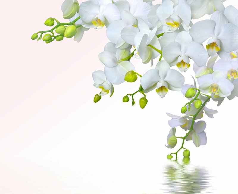 3 hình hoa lan tách nền png đẹp  Tài liệu miễn phí cho Giáo viên học sinh