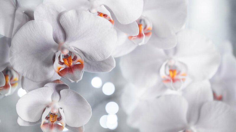 Hình nền hoa lan mang đến cho ngôi nhà của bạn sự tươi mới, thanh lịch và đặc biệt. Hãy xem những hình ảnh này để thấy rõ sự khác biệt mà chúng có thể mang lại cho không gian sống của bạn.