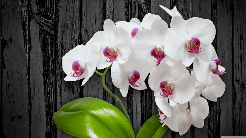 Hình ảnh hoa lan đẹp mơ màng và nổi bật sẽ khiến bạn rung động. Hãy chiêm ngưỡng sự độc đáo và quý phái của loài hoa này qua những hình ảnh đẹp nhất.