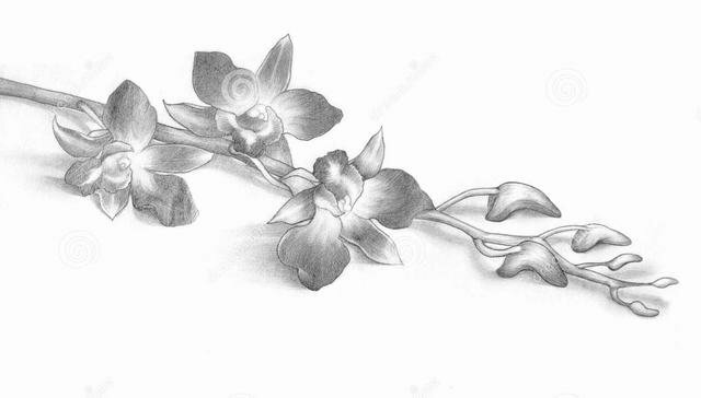 Cách vẽ bản vẽ Hoa lan từng bước Clip art  Cách vẽ hoa phong lan png png  tải về  Miễn phí trong suốt Cây Hoa png Tải về