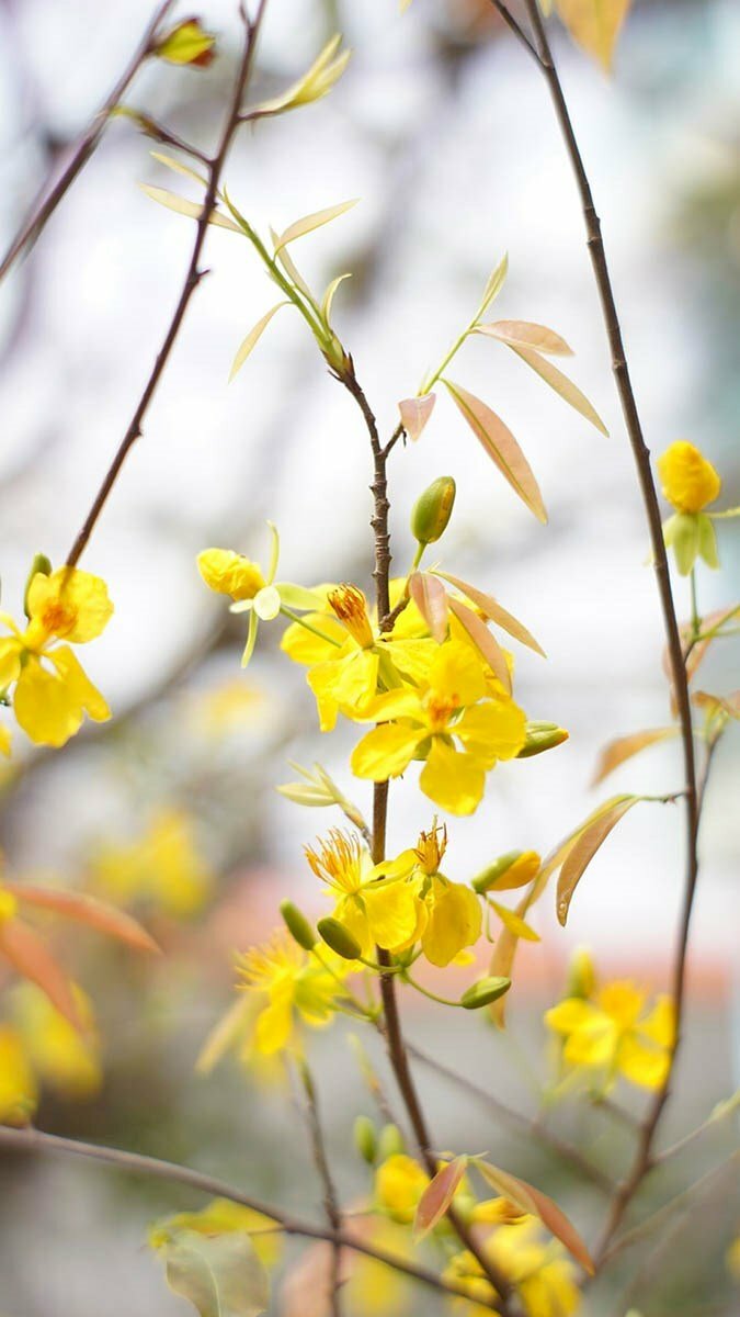 Hình hình họa cây hoa mai vàng, cây mai vàng khoe sắc đón xuân thực hiện hình nền năng lượng điện thoại