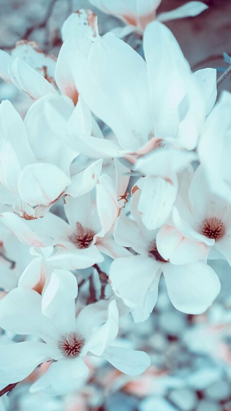 Hình nền hoa mộc lan: Hãy chiêm ngưỡng vẻ đẹp hoang sơ của hình nền hoa mộc lan! Đây chắc chắn là một trong những hình nền sáng tạo nhất mà bạn từng thấy. Sắc tím của hoa mộc lan sẽ mang đến cho bạn sự bình yên và thư thái.