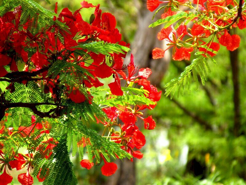 Hoa phượng là loài cây đẹp và nổi tiếng trong văn hoá dân gian Việt Nam. Hãy nhìn vào bức ảnh và khám phá những bông hoa phượng rực rỡ và tinh tế trong bức tranh đẹp này.