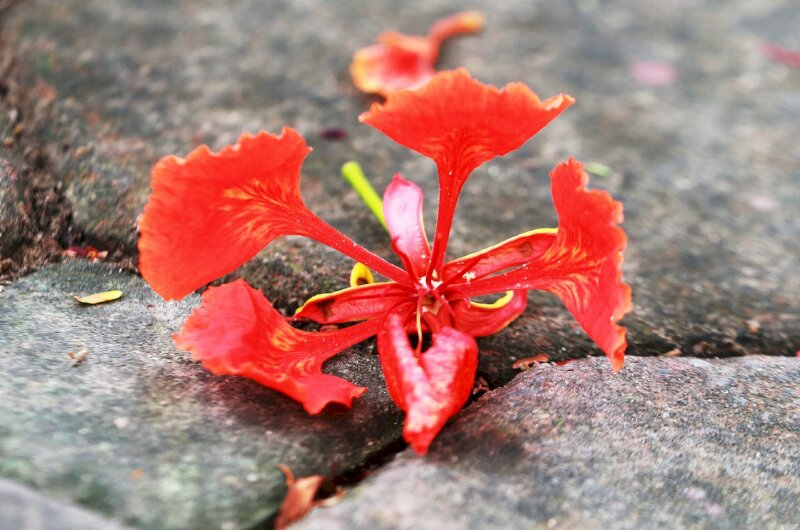 Ảnh hoa phượng rơi lẻ loi đẹp sắc nét