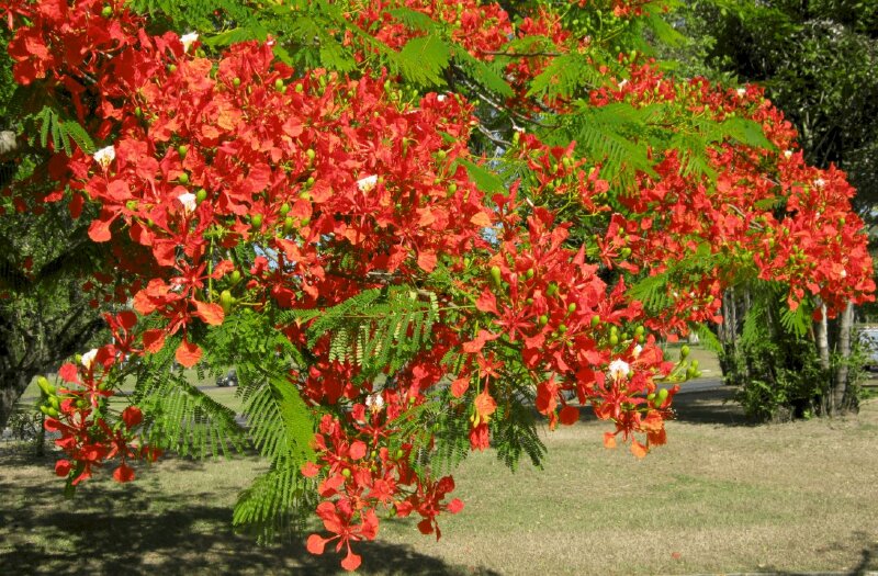 Ảnh đẹp hoa phượng nở đỏ rực sân trường