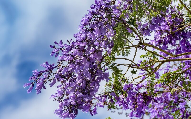Ảnh full HD hoa phượng tím đẹp rực rỡ trong ánh nắng